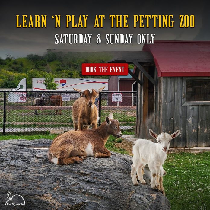 Summer Activities - Exciting Learn-n-Play at the Petting Zoo!